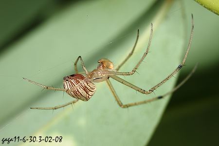 Tylorida striata 