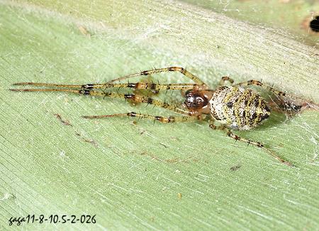  Tylorida tianlin   