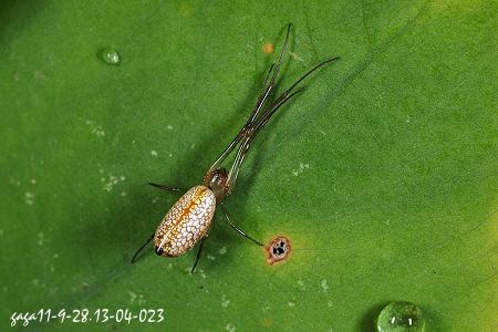 Mesida yini  