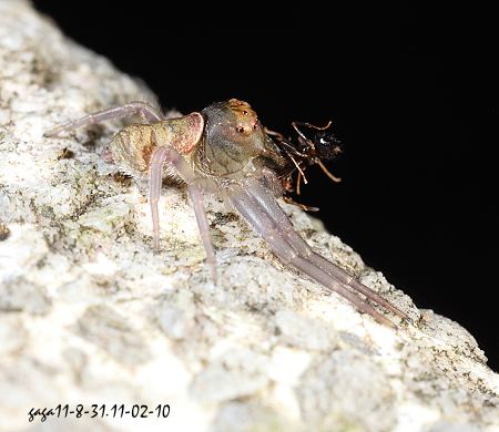 n}ɵ Alcimochthes meridionalis 