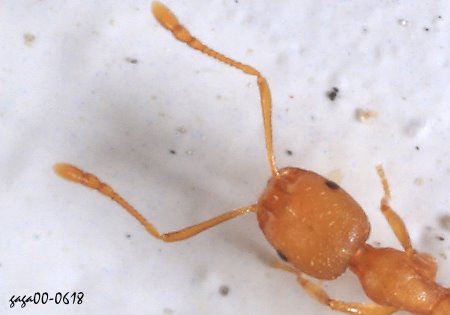 Monomorium pharaonis