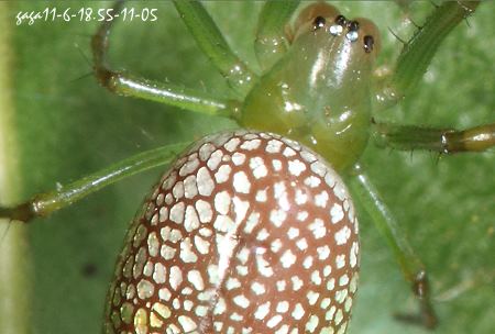  Mesida sp.   