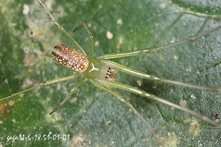 Mesida gemmea  