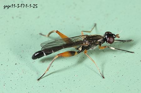  Texara  sp. 