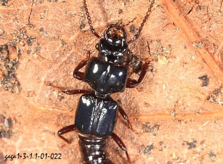 Priochirus  sp.