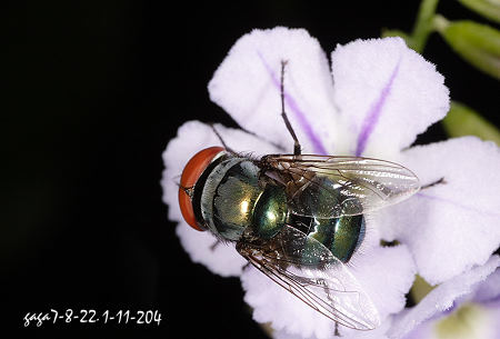 Chrysomya megacephala 