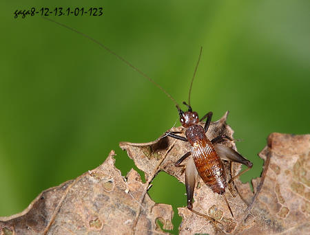 墨蛉 Homoeoxipha sp.
