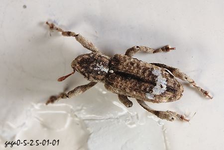 Camptorhinus notabilis 