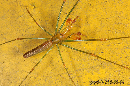 h} Tetragnatha hiroshii