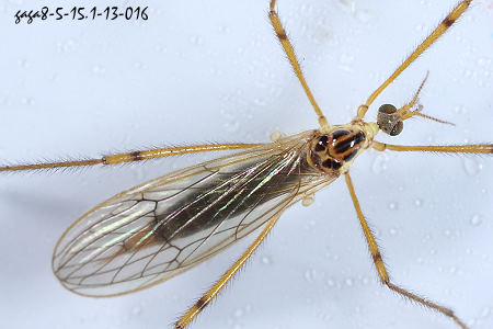 ҤjA Teucholabis sp. 