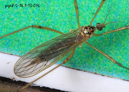 ҤjA Teucholabis sp. 
