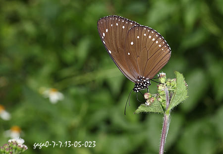Euploea tulliolus koxinga