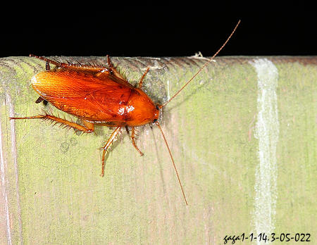 巨大森蠊 Centrocolumna gigas gigas 