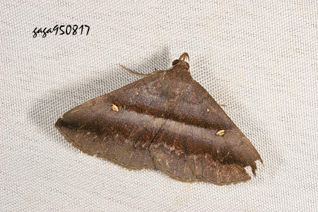fmn Hadennia mysalis
