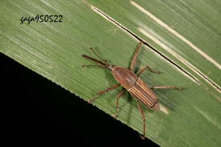 Laogenia formosana
