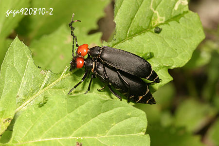 Epicauta hirticornis