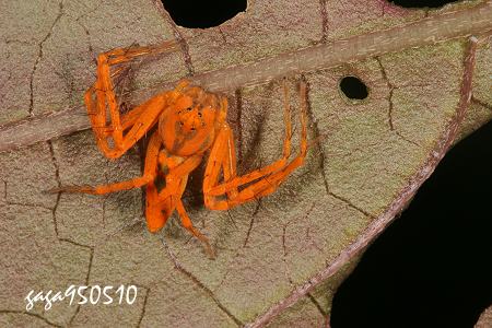 ثnߵ Hamataliwa labialis