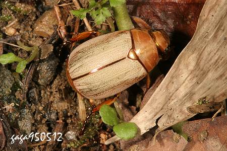 Mimela testaceoviridis