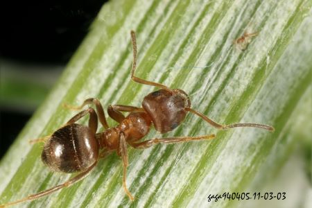 Lasius hayashi 