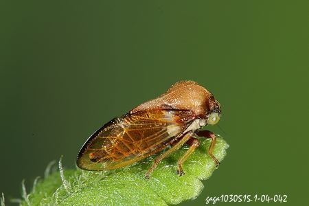 ꨤ Gargara sp. 