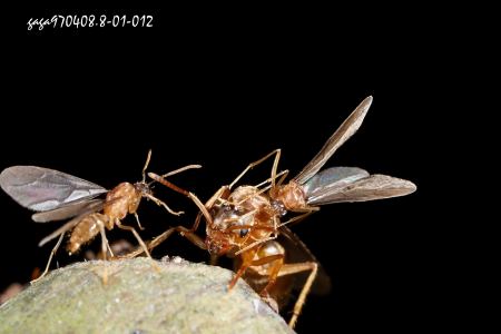 Pseudolasius sp.  