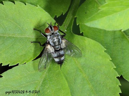 lH Exorista  sp. 
