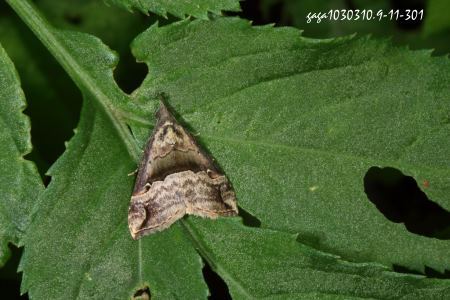 ŽnȬ Hypena sp.  