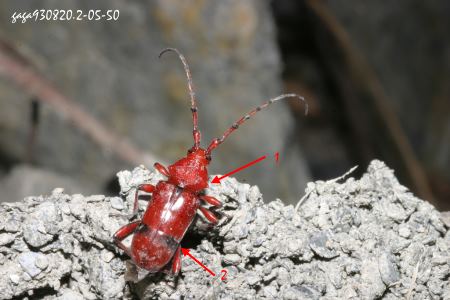 Dicelosternus corallinus 