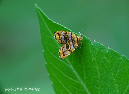 Choreutis amethystodes 