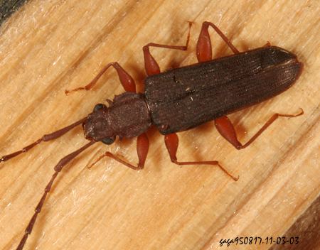 Uleiota  sp. 