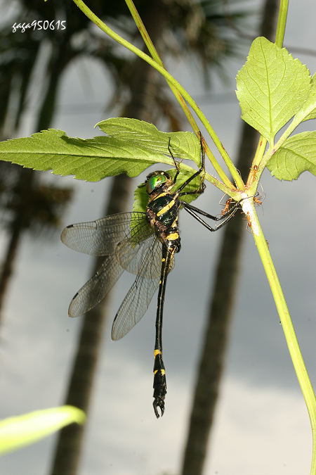 Macromia urania 
