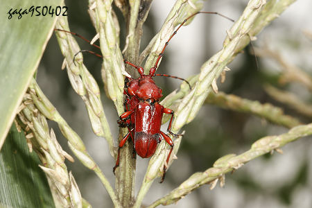 Dicelosternus corallinus