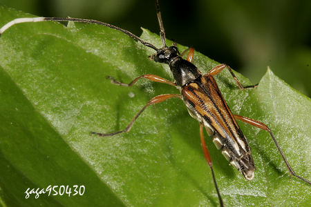 Parastrangalis subapicalis