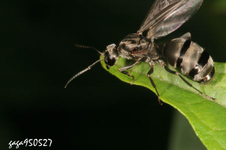 Formica japonica