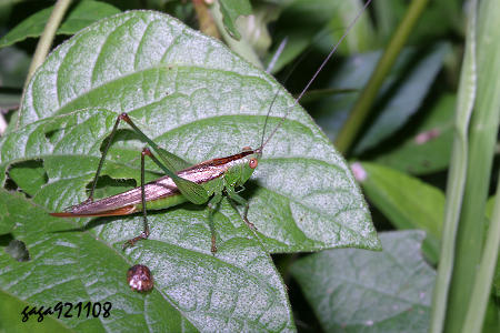 ŭIӴ Conocephalus maculatus 