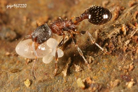 a Myrmica sp. 