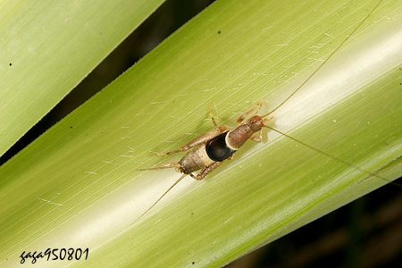 Ornebius infuscatus 