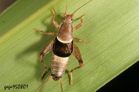 ů