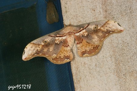 Saturnia thibeta okurai 