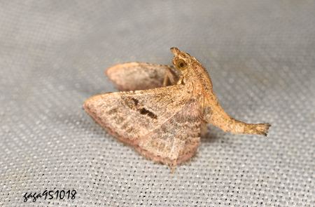 Ȭ Perisseretma endotrichalis