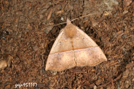 Hypena furva