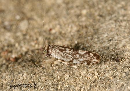 Stimulopalpus sp.