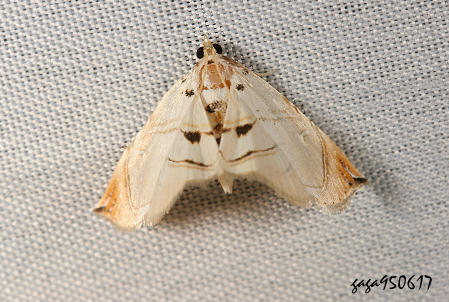 Ž[ Trichophysetis hampsoni 