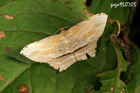 Calletaera postvittata