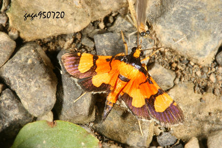 Aethaloessa calidalis tiphalis 