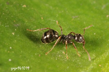 Dolichoderus bituberculatus
