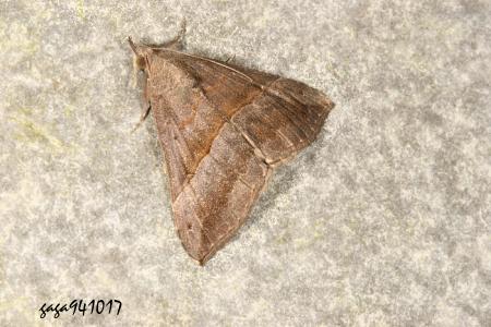 wŽn Hypena sp.