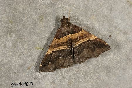 擬胸鬚裳蛾 Bertula sp.