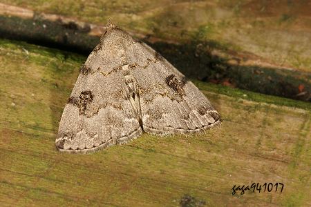 Sinarella nigrisigna