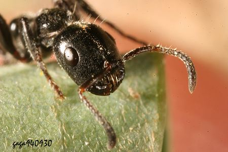  Tetraponera thagatensis 